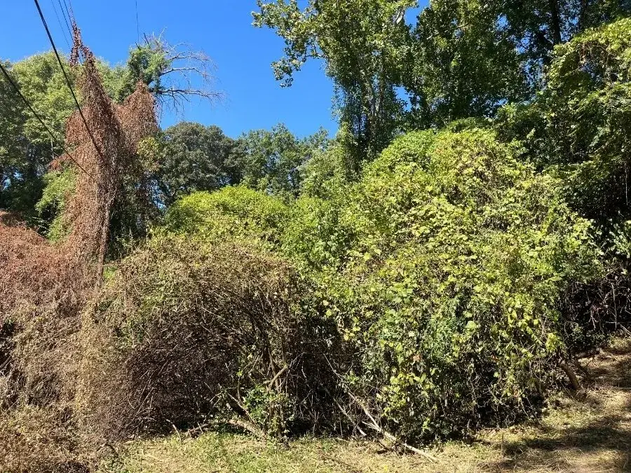 Forestry Mulching. Before.