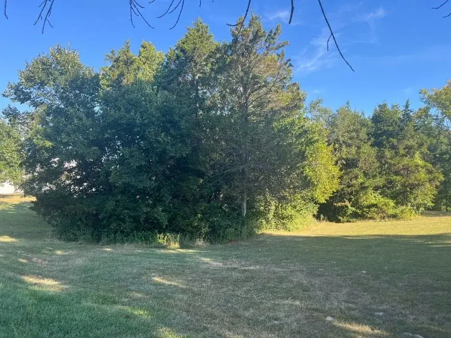 Forestry Mulching. Before.