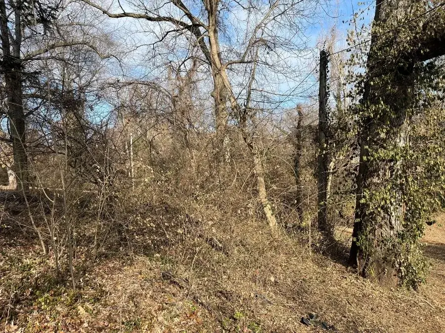Forestry Mulching. Before.
