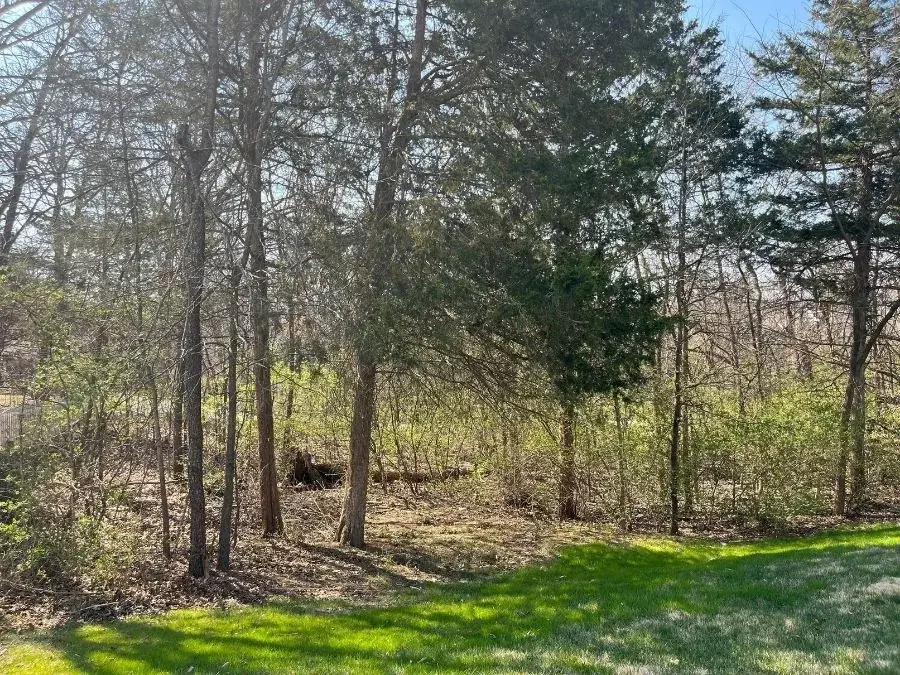 Forestry Mulching. Before.