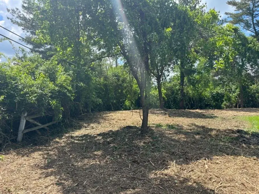 Honeysuckle Clearing. After.
