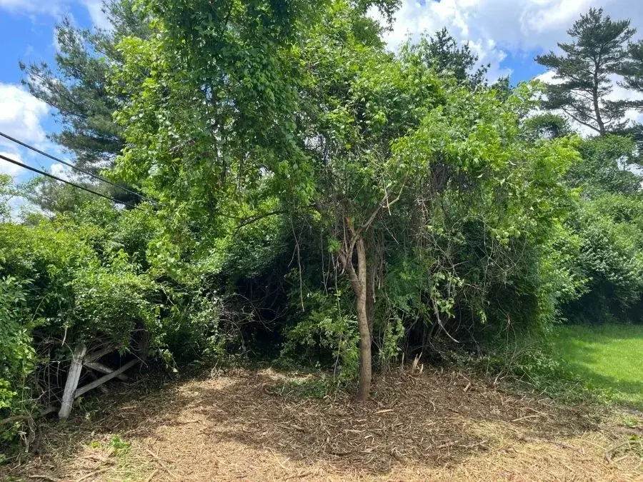 Honeysuckle Clearing. Before.
