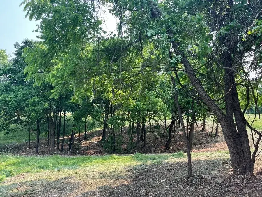 Land Clearing. After.