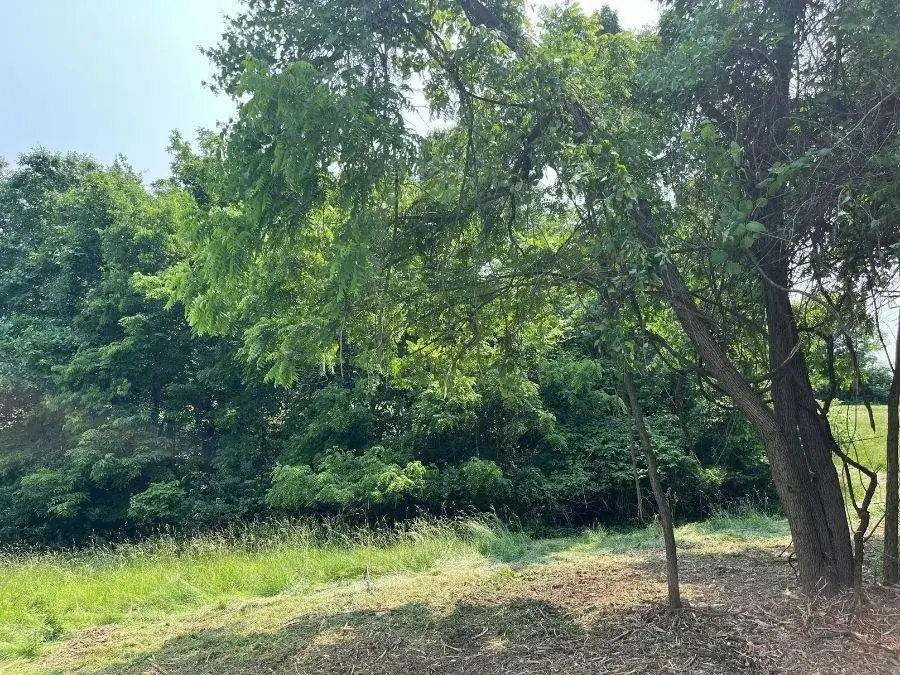 Land Clearing. Before.