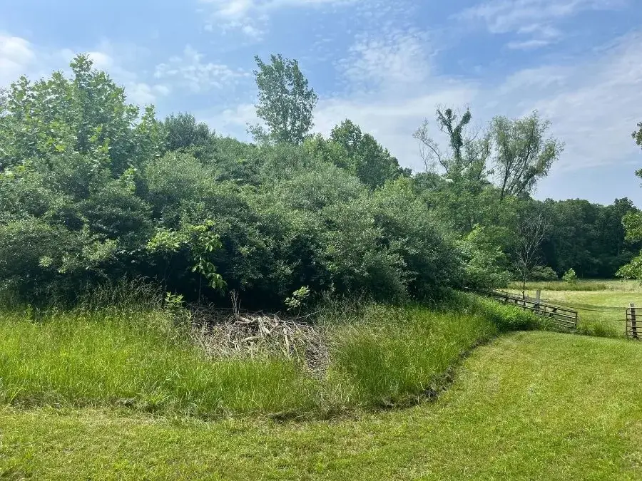 Land Clearing. Before.