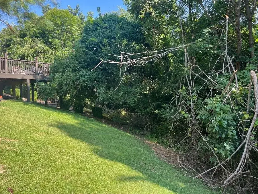 Land Clearing. Before.