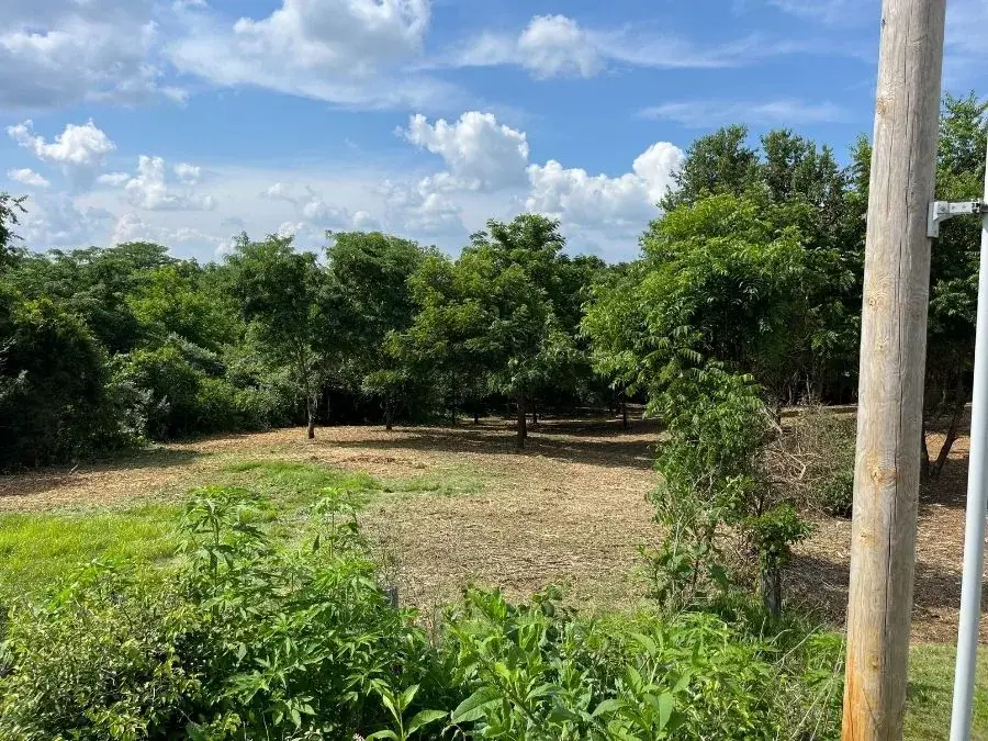 Land Clearing. After.