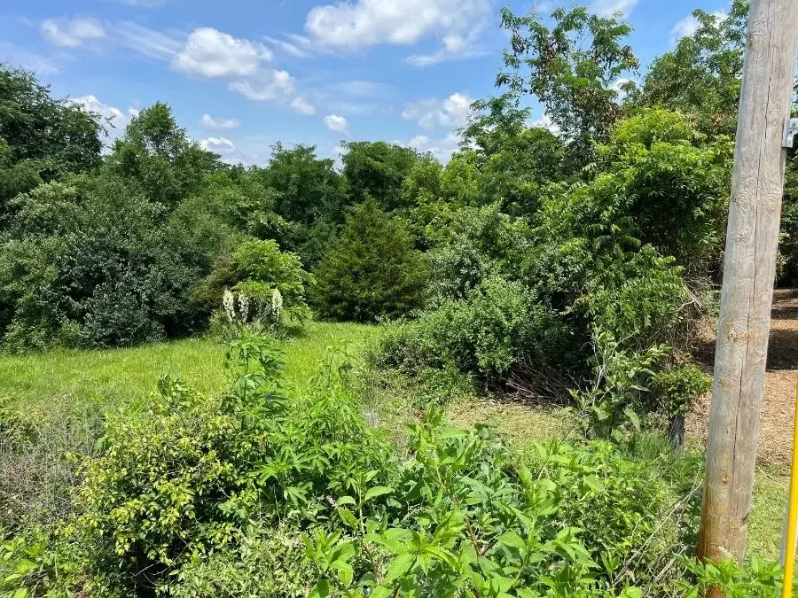 Land Clearing. Before.