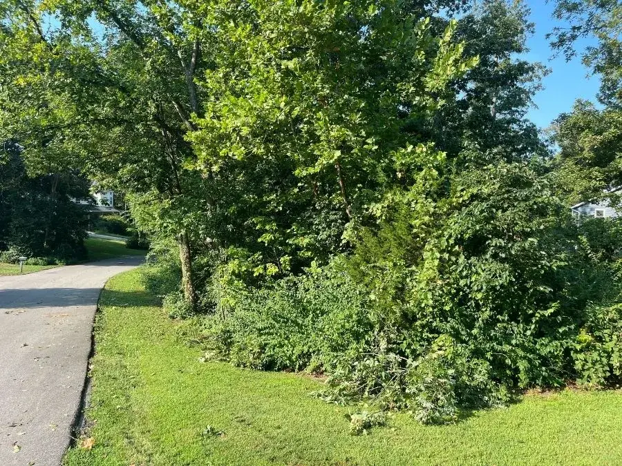 Land Clearing. Before.