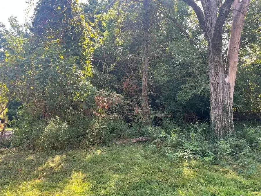 Land Clearing. Before.