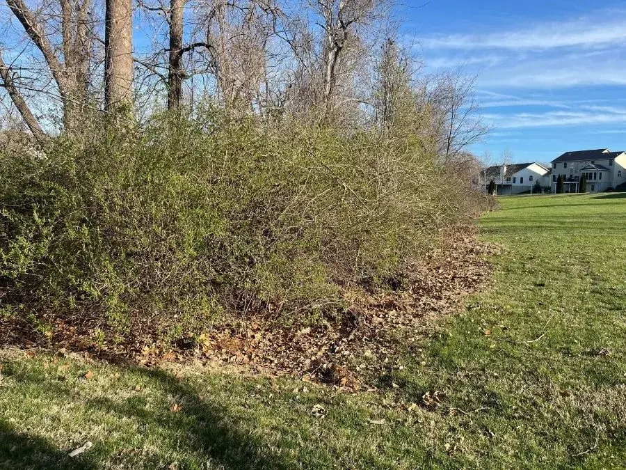 Land Clearing. Before.