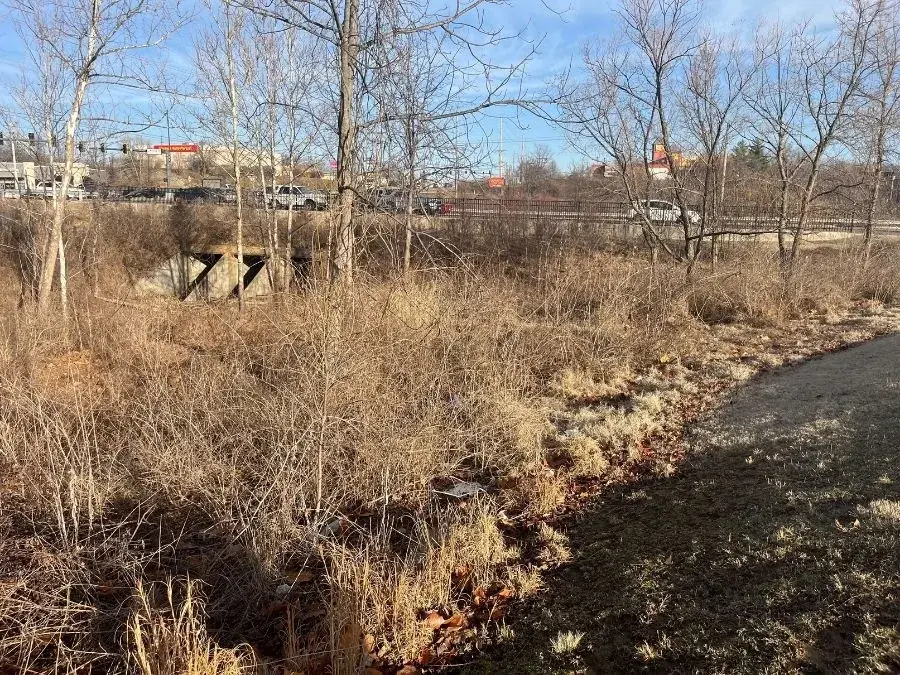 Land Clearing. Before.