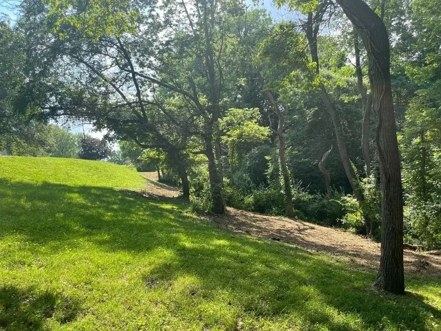 Property Line Clearing. After.