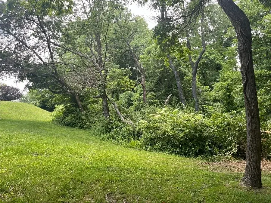 Property Line Clearing. Before.