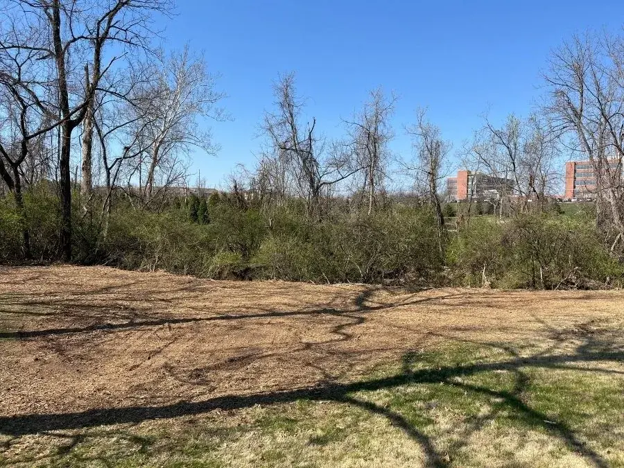 Property Line Clearing. After.