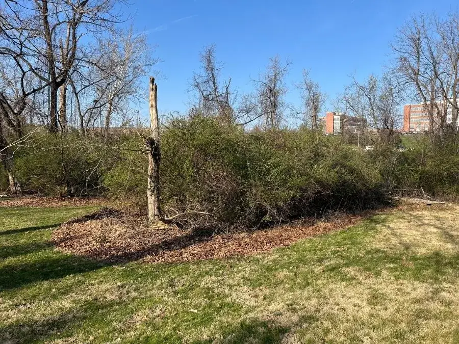 Property Line Clearing. Before.