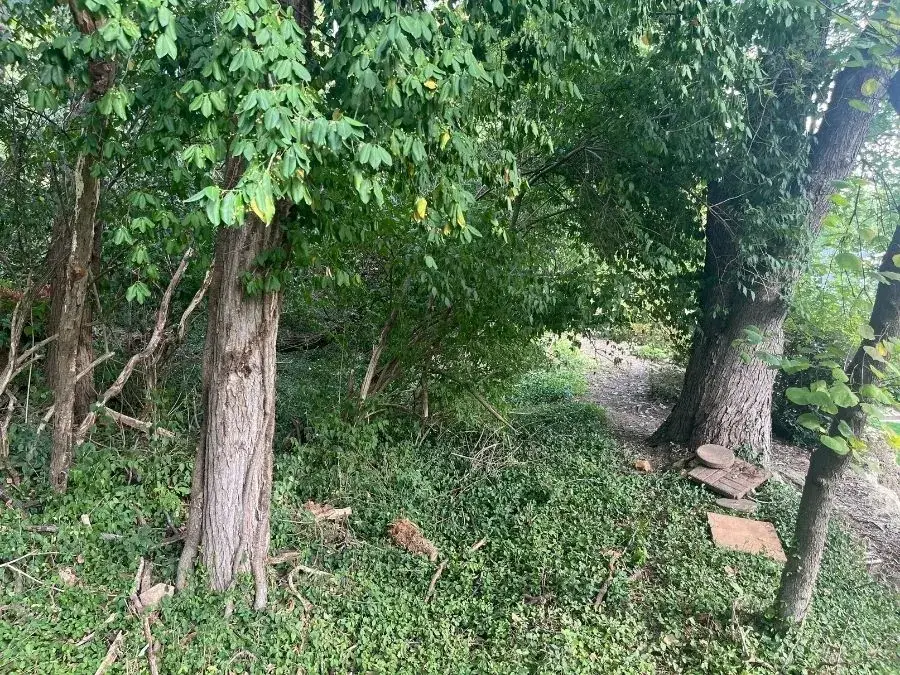 Trail Clearing. Before.
