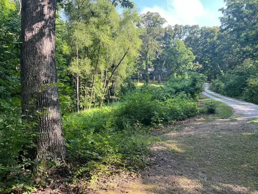 Trail Clearing. Before.